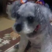 さくら