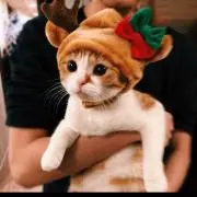 KChenの画像