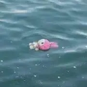 ぽち