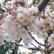 もなかの画像