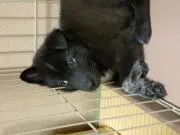 バムとケロの画像