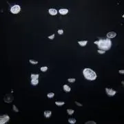 ももの画像
