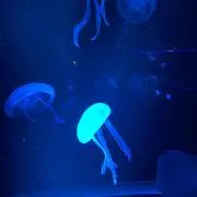 ハト