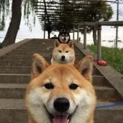 カシム