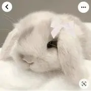 すの画像