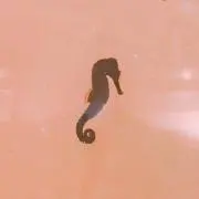 あゆ