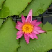 やっこ