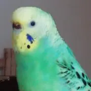 たますだれの画像