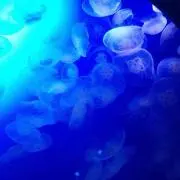 ʕ•ᴥ•ʔの画像