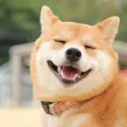 しばけんの画像