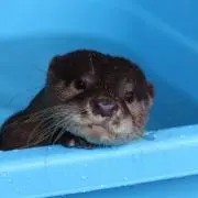 フジオカ