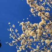 かいかいの画像