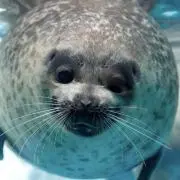 アザラシの画像