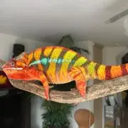 オーシャン