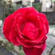 まこち♡