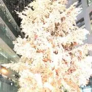 坪
