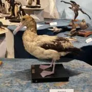 イッキ