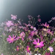 ふぁに☆の画像