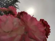 リリカルの画像