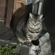 トロ | 断捨離中の画像