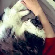 ゆずれもんの画像