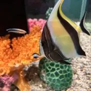 とり