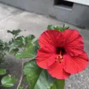 ハイビの画像