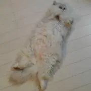 ママブー(*˘︶˘*).。.:*♡