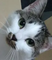 Rの画像