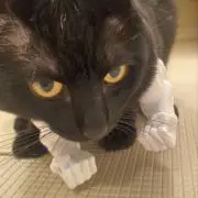 shivaの画像