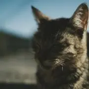 さいはての画像