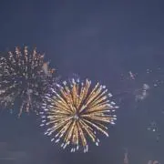 ダマキの画像