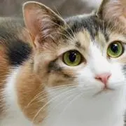 ねこすけの画像