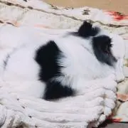 ろきの画像