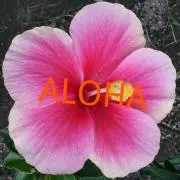 ALOHA