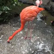 トリの画像