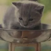 hanaの画像