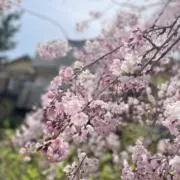 桜餅の画像