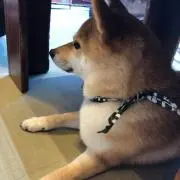 シンヤの画像