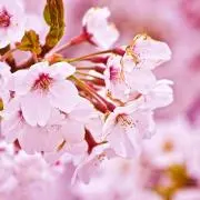 blossomの画像
