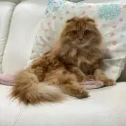 ドラミたんの画像