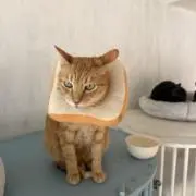 momoの画像