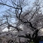 くももの画像