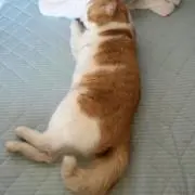すすすききの画像