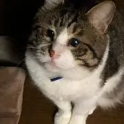 あり