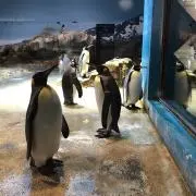 ちえ