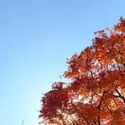 MJの画像