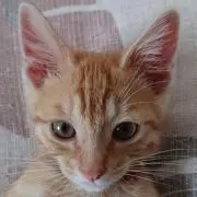 ☆neko☆値下げ交渉していません☆の画像