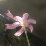 ユンの画像