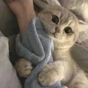 みーの画像